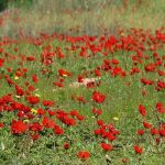 F190130DMFF06-640×400