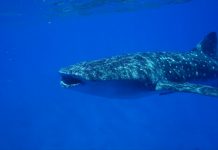 VIDEO: Walvishaaien voor de kust van Eilat