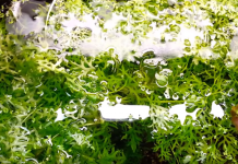 Mankai eendenkroos mogelijk het nieuwe supervoedsel