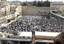 Nu met Video: Wordt een bijbelse belofte waargemaakt? Vossen gezien in de buurt van de Klaagmuur