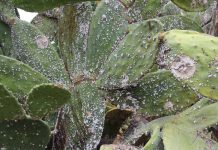 Israelische wetenschappers vechten om de iconische Sabra vrucht te redden