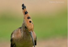 VIDEO: Israel’s nationale vogel is de Hoopoe
