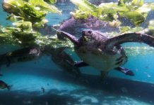Bedreigde schildpadden worden in Israel in gevangenschap gefokt en later vrijgelaten