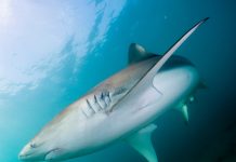 Israel: haaien voor de kust van Hadera