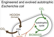 Doorbraak: Israëlische onderzoekers voeren bacteriën CO2 om broeikasgassen op te vangen