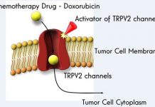 Ontdekking aan de Hebreeuwse universiteit kan een revolutie teweegbrengen in chemotherapie