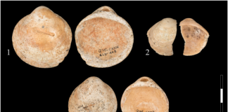 In Israël gevonden pre-historische beschilderde schelpen mogelijk eerste halskettingen ooit